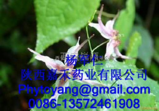 Epimedium Extract